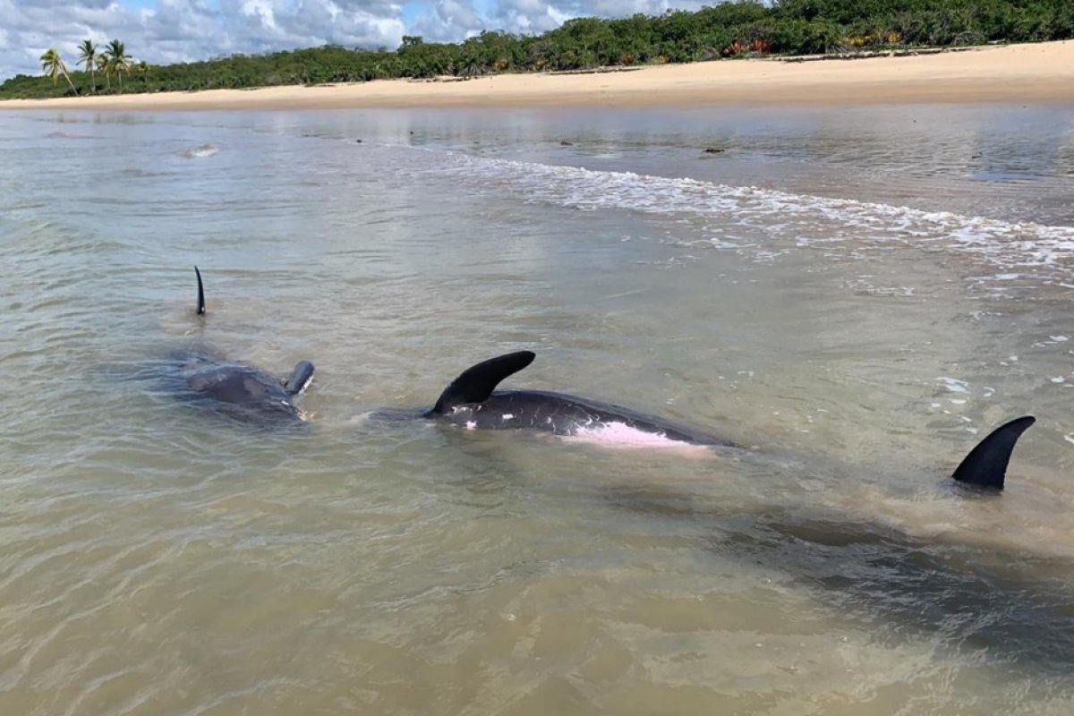 Quatro golfinhos são encontrados encalhados em praia de Porto Seguro, na Bahia