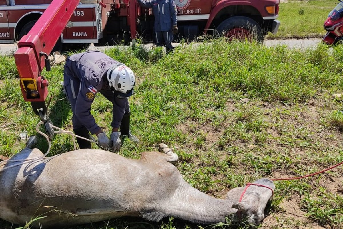 Cavalo é resgatado pelo Corpo de Bombeiros após cair em galeria pluvial em Jequié