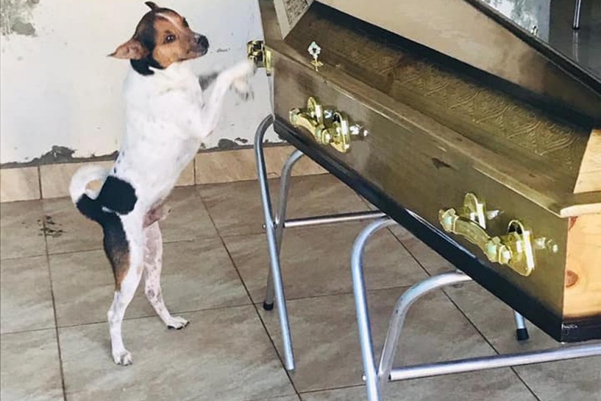 Cachorro chora e acompanha velório da tutora ao lado do caixão em Camaçari, na Bahia