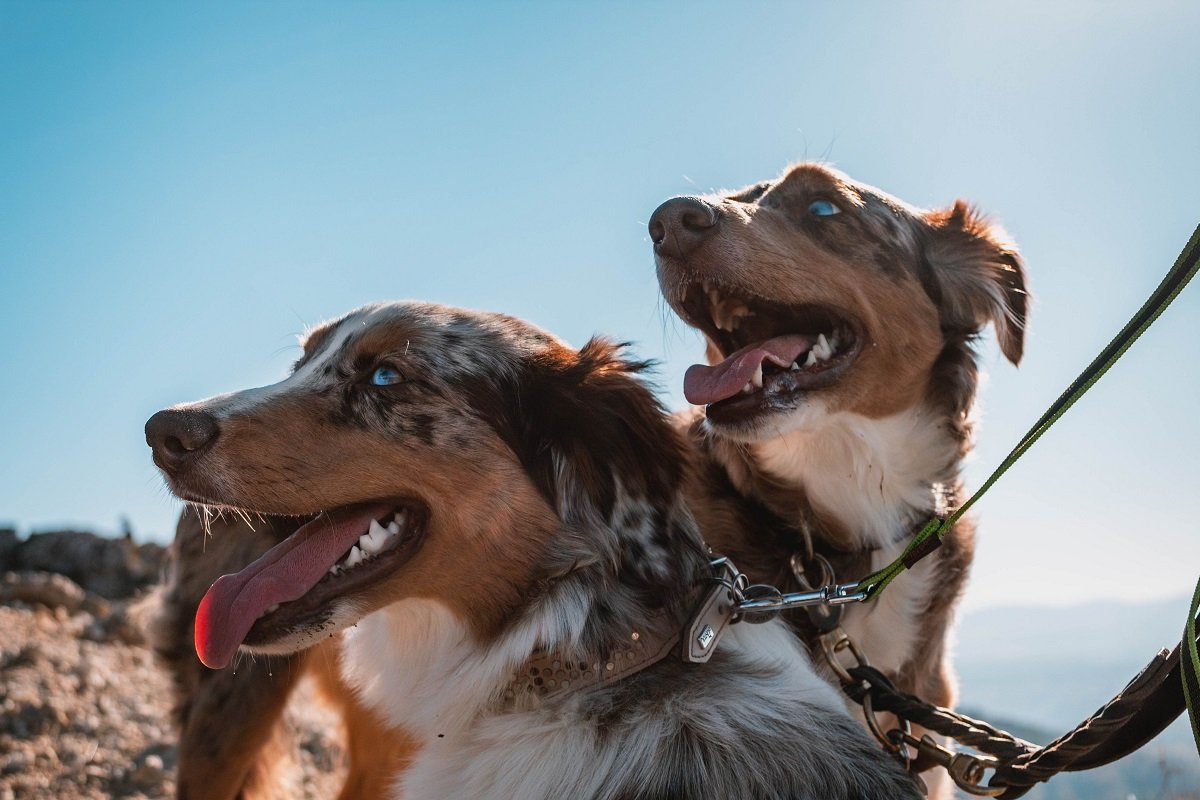 Rússia anuncia produção de vacina contra a covid-19 para animais