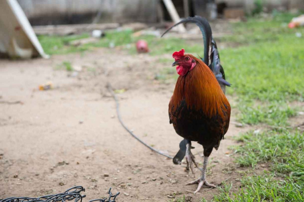 Polícia descobre rinha de galo e apreende mais de 20 aves no bairro da Santa Mônica