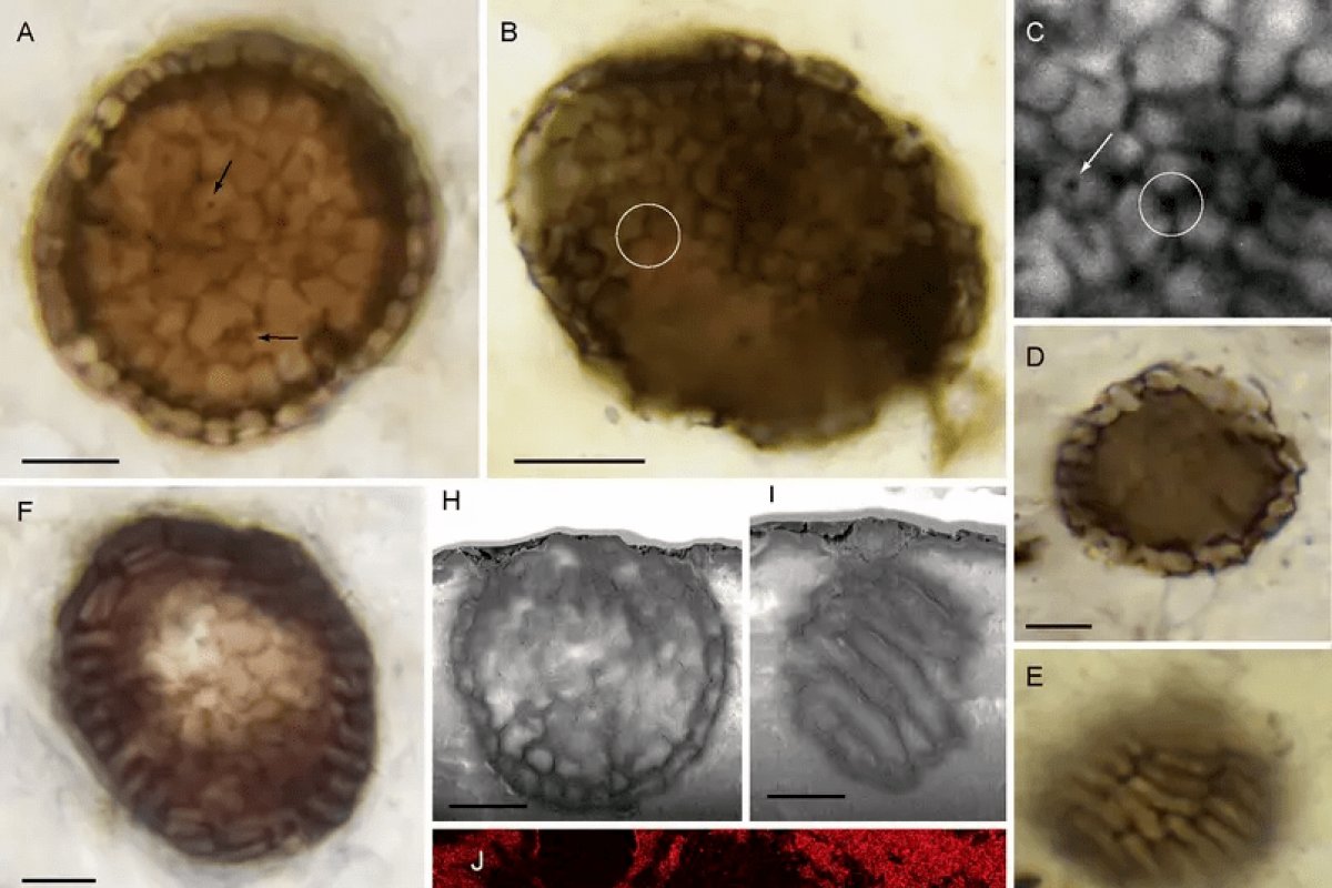 Cientistas descobrem microfóssil de 1 bilhão de anos 
