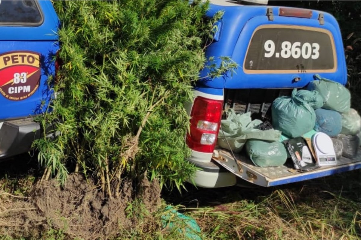 Polícia descoberta plantação de maconha em Formosa do Rio Preto
