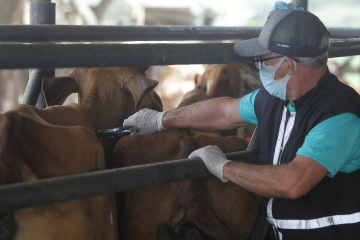Animais devem ser vacinados até 31 de maio contra a febre aftosa 