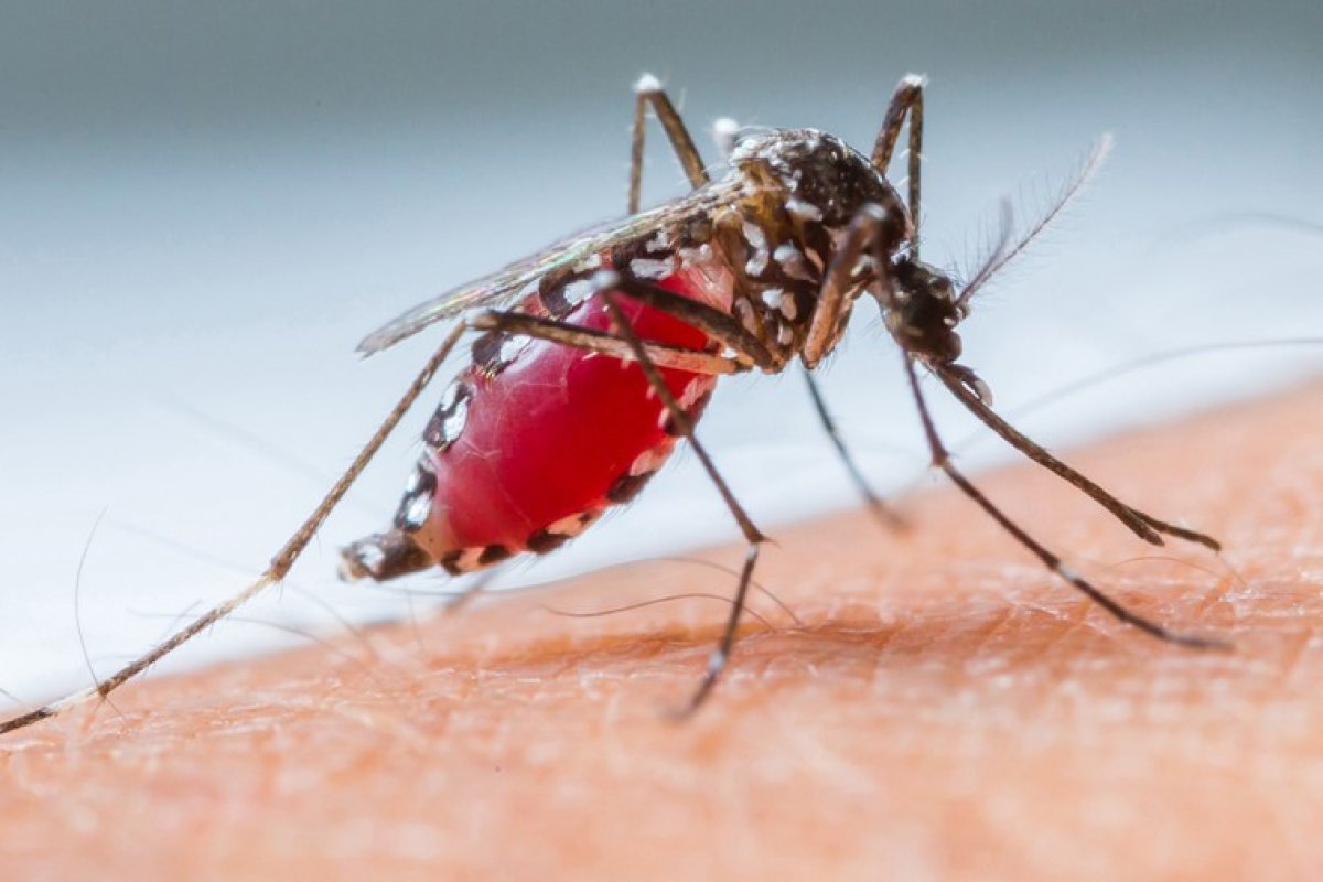 Chances de covid sintomática aumenta duas vezes mais para aqueles que já tiveram dengue