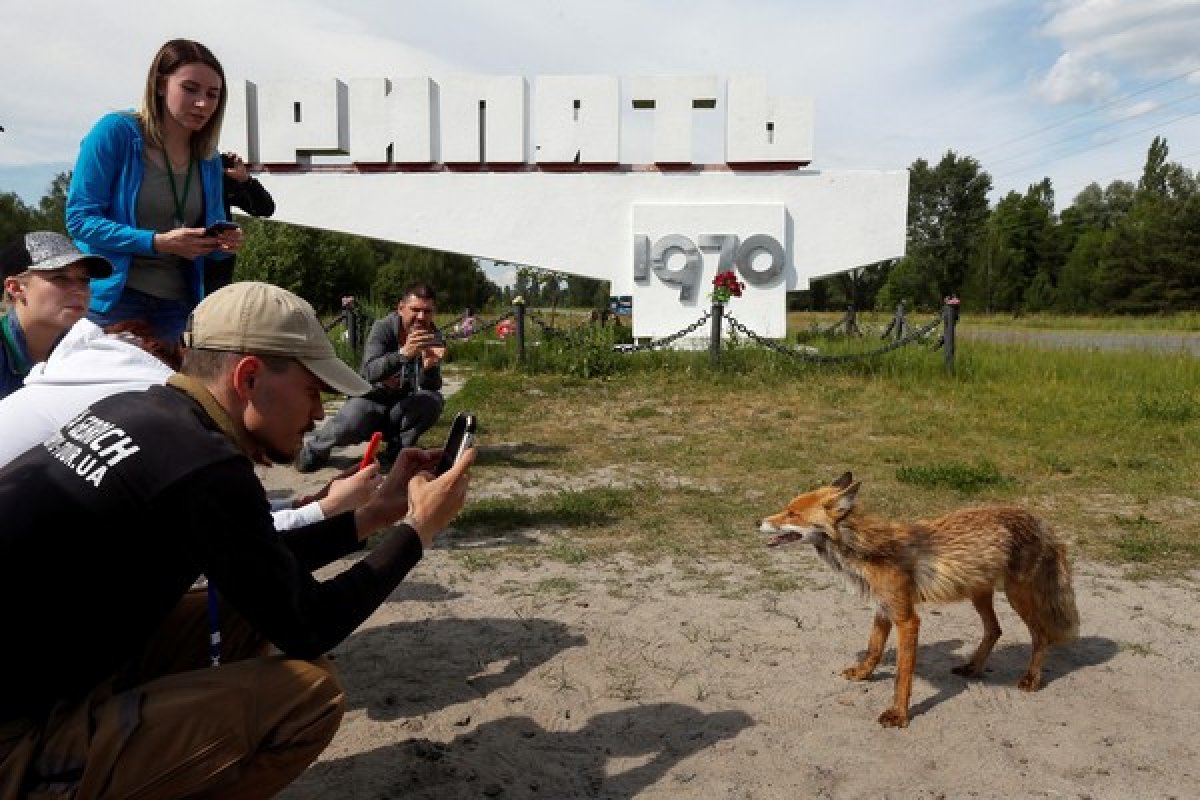 Chernobyl, vitima de acidente nuclear apresenta vida selvagem próspera 