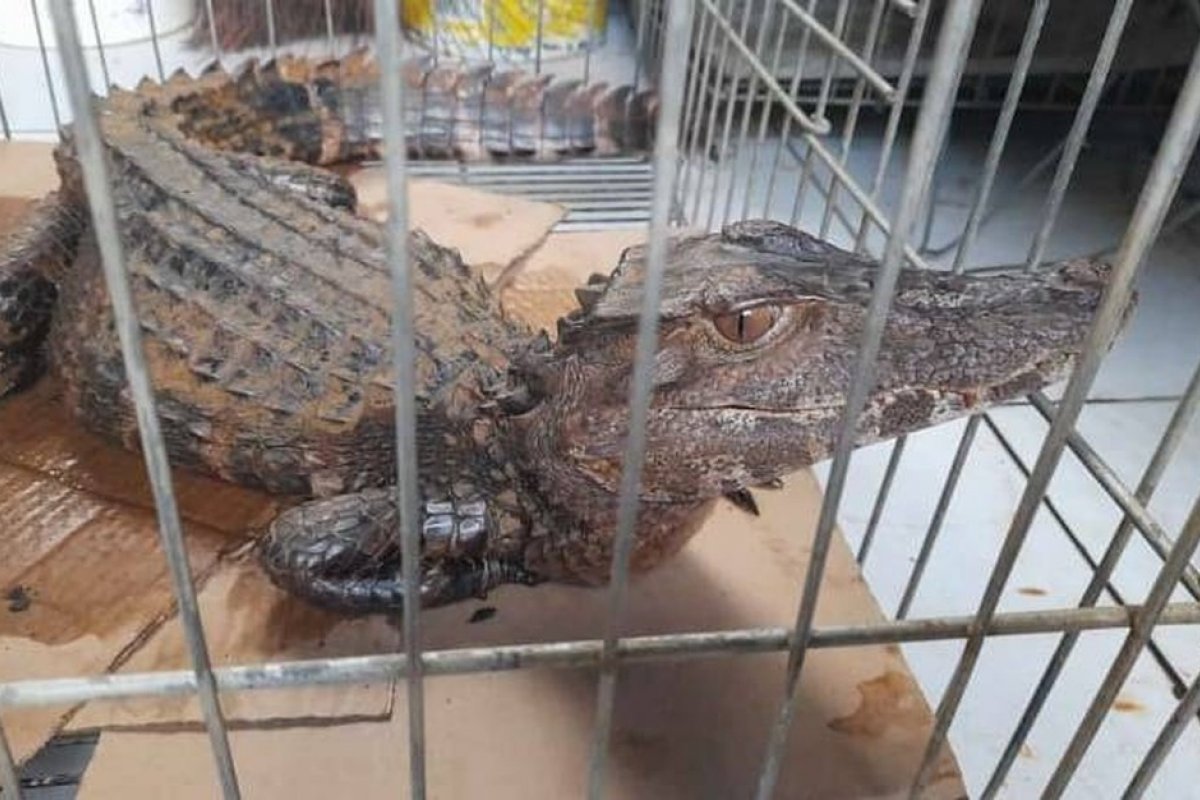 Jacaré "anão" é resgatado próximo a shopping de Salvador