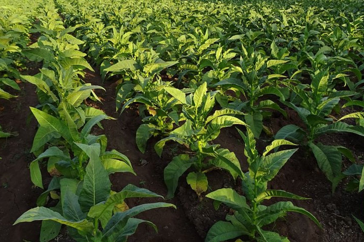 Estados com economia ligada ao agronegócio, devem liderar alta do PIB em 2021