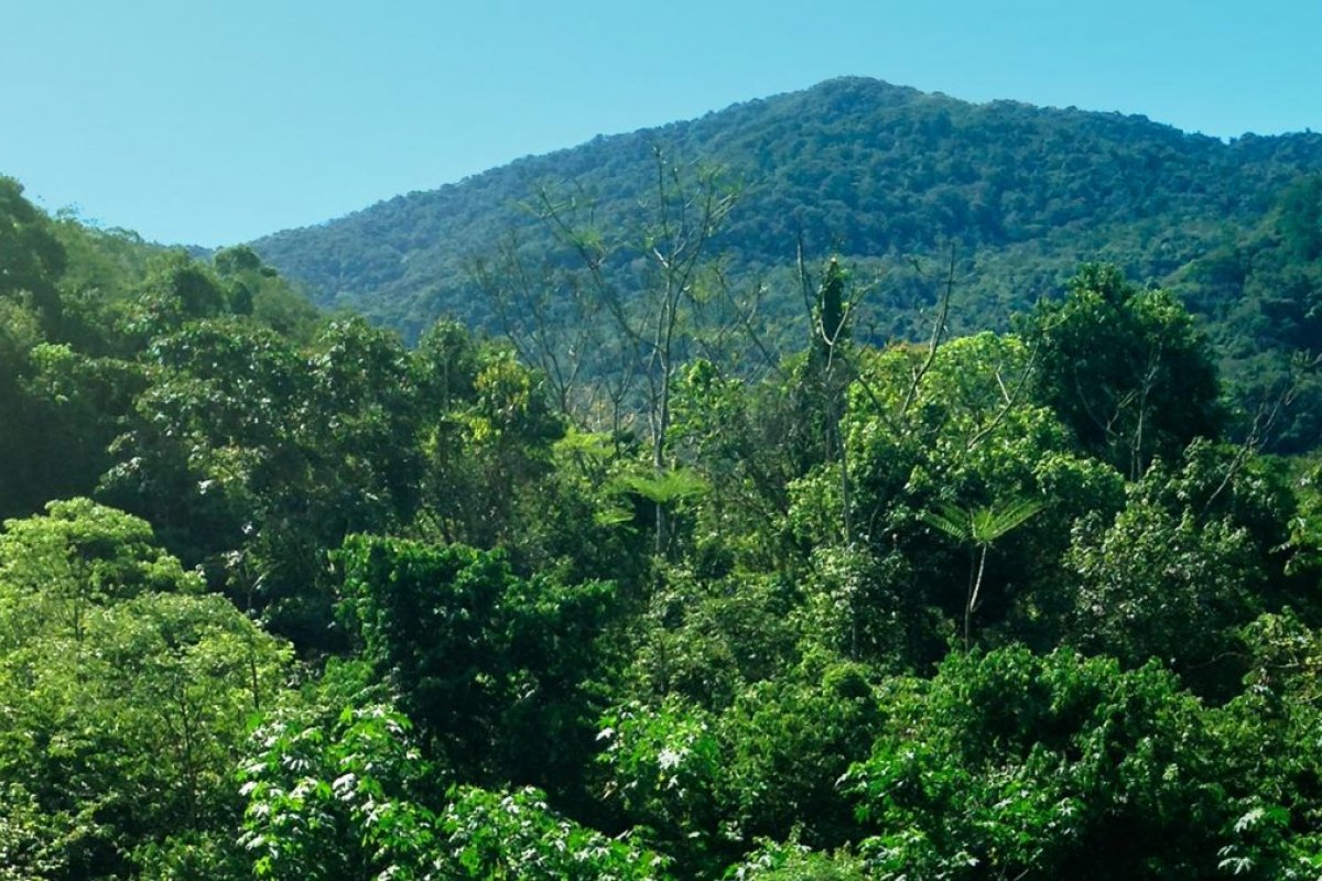 Bahia é o segundo estado que mais desmata Mata Atlântica 