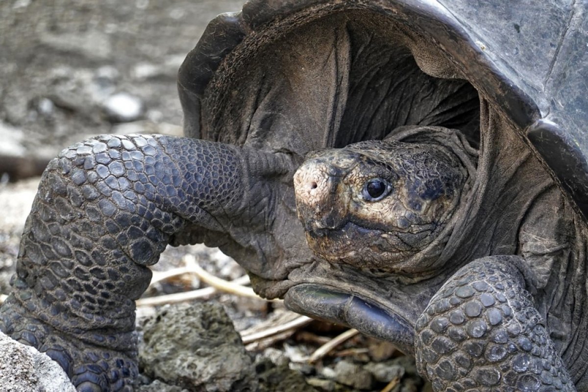Espécie de tartaruga considerada extinta há 100 anos é encontrada nas Ilhas Galápagos