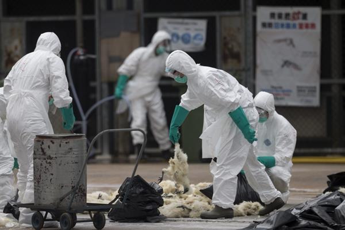 Primeiro caso de gripe aviária H10N3 em humano é confirmado na China