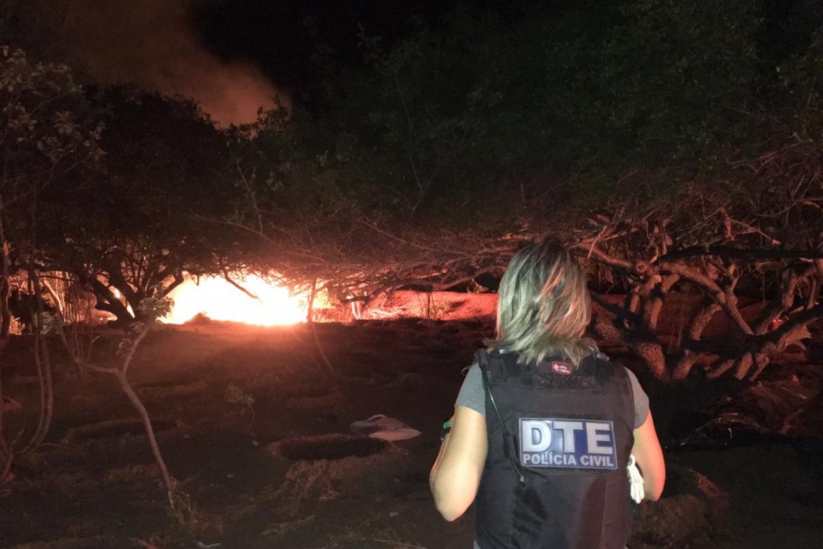 Plantação com 50 mil pés de maconha é destruída em Juazeiro