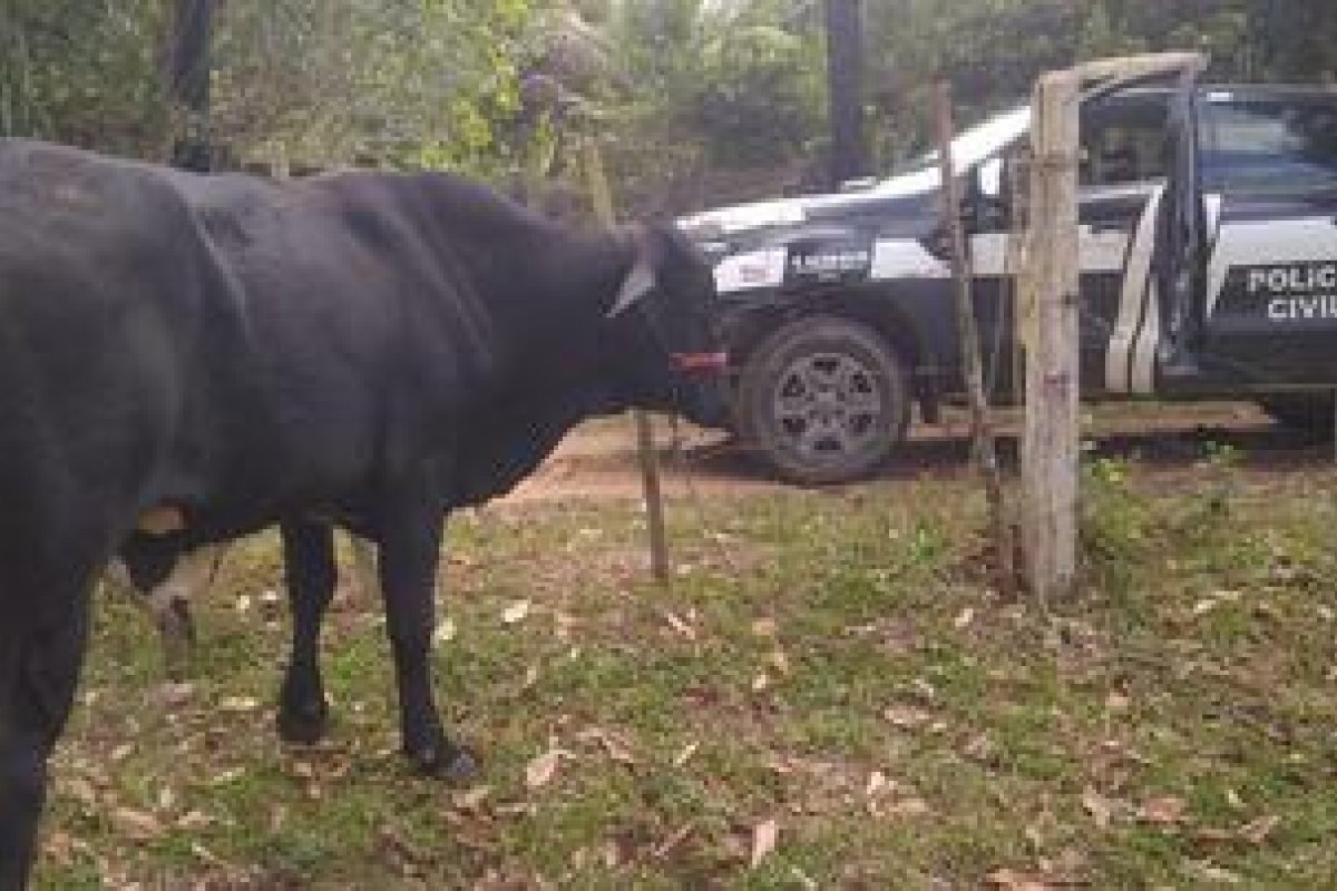 Polícia recupera animal avaliado em R$ 5 mil no sul da Bahia