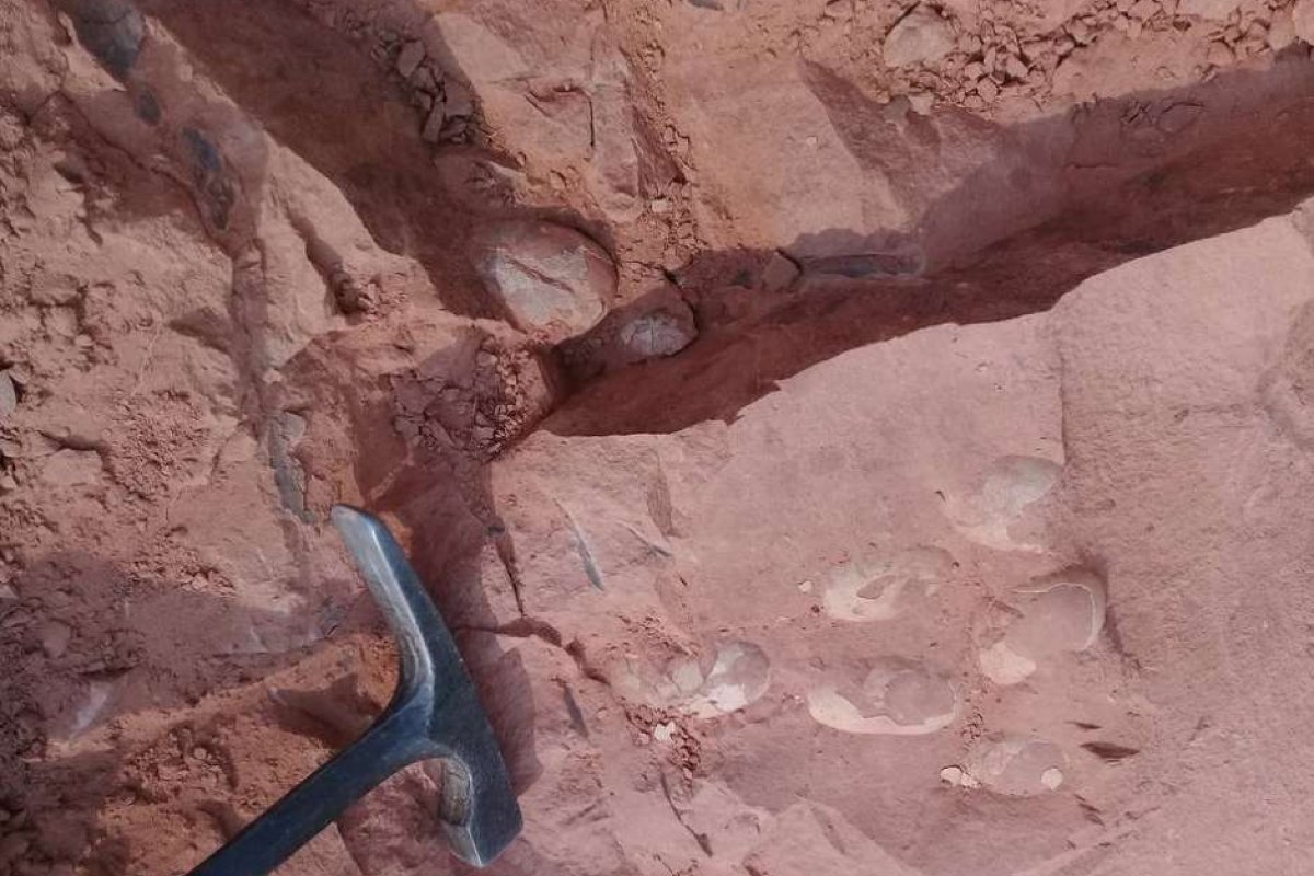 Paleontólogo encontra ninhada com ovos de crocodilo que conviveram com dinossauro no interior de SP