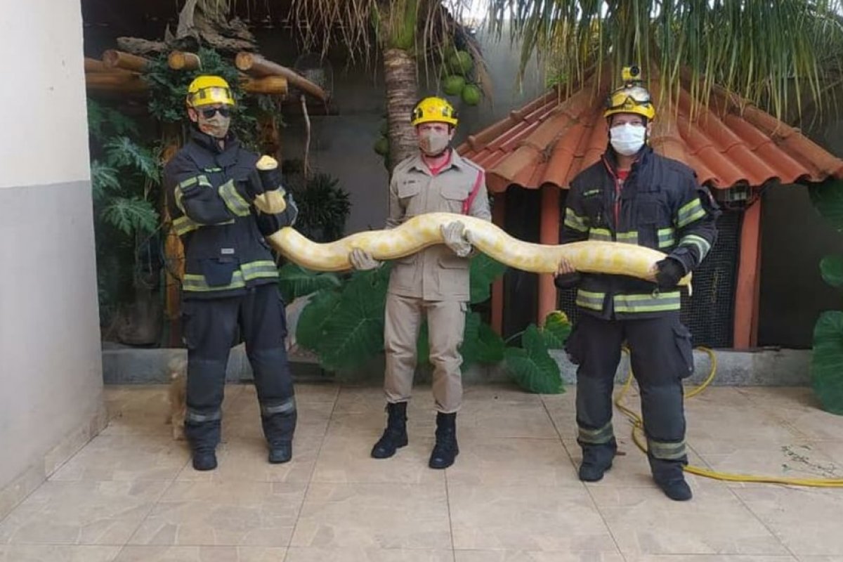 Cobra albina de mais de 2 metros é capturada dentro de casa em Goiás
