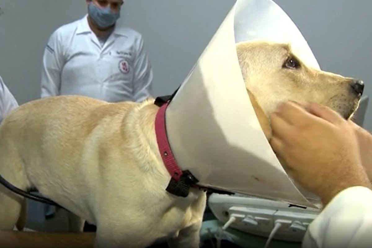  Universidade do Oeste Paulista expulsa estudantes envolvidos em castração irregular de cachorro 