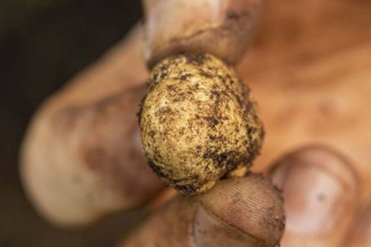 Trufas que chegam a custar três euros por quilo são descobertas no Brasil