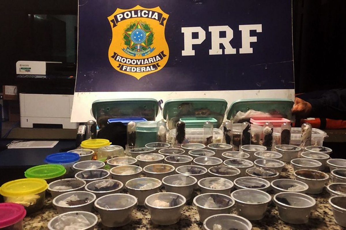 PRF prende traficante internacional russo de animais silvestres no RJ