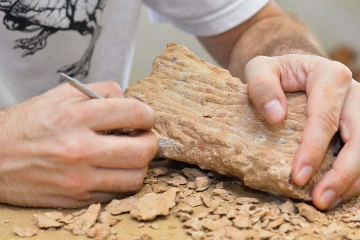 Estudo mostra que dinossauros podiam viver no Ártico durante um ano inteiro