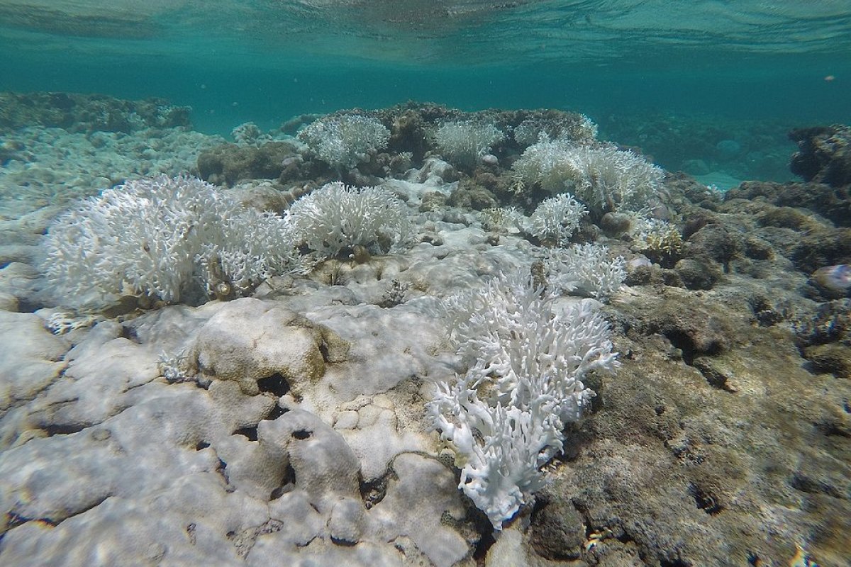 Costa de Salvador até Abrolhos será mais expostas a branqueamento de corais