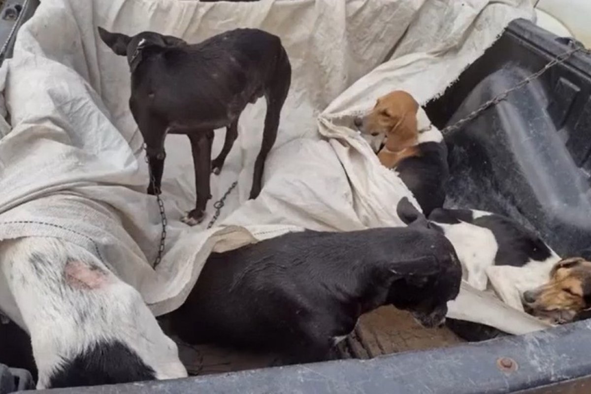 Dois homens são presos por maus tratos de animais no sul da Bahia