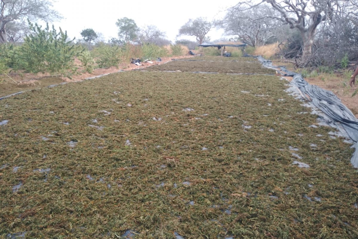 Três toneladas de maconha são apreendidas em Monte Santo
