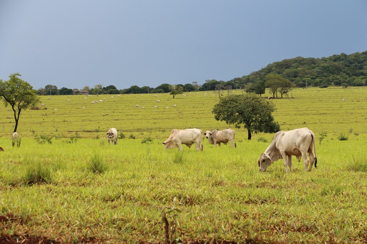 Agropecuária reunirá de prefeitos a sindicalistas em inédito congresso 