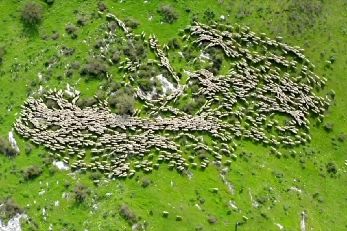 Vídeo: Fotógrafo viraliza com vídeos de rebanhos de ovelhas feitos com drone 