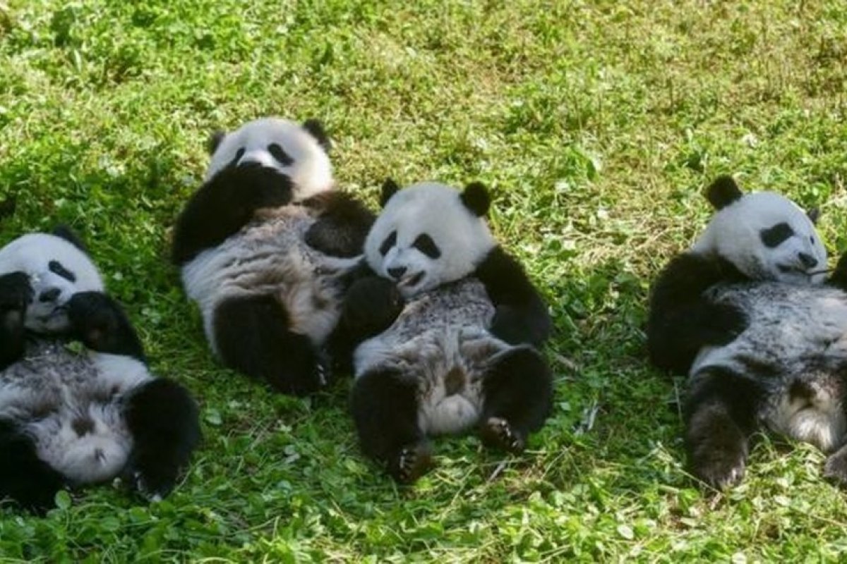 Pandas gigantes saem da lista de animais ameaçados de extinção 