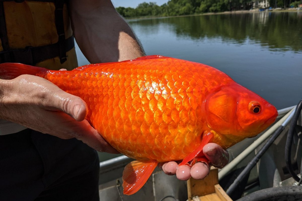 Peixe invasor é encontrado em cidade dos EUA