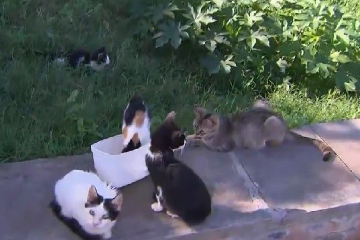 Adoção na colônia de gatos de Piatã acontece neste domingo (18)