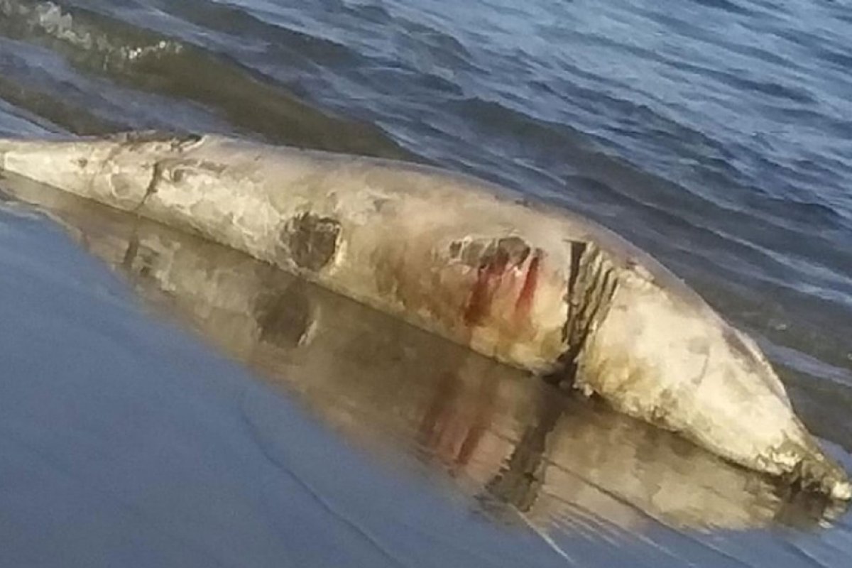 Golfinho é achado morto em praia de Itapuã, em Salvador