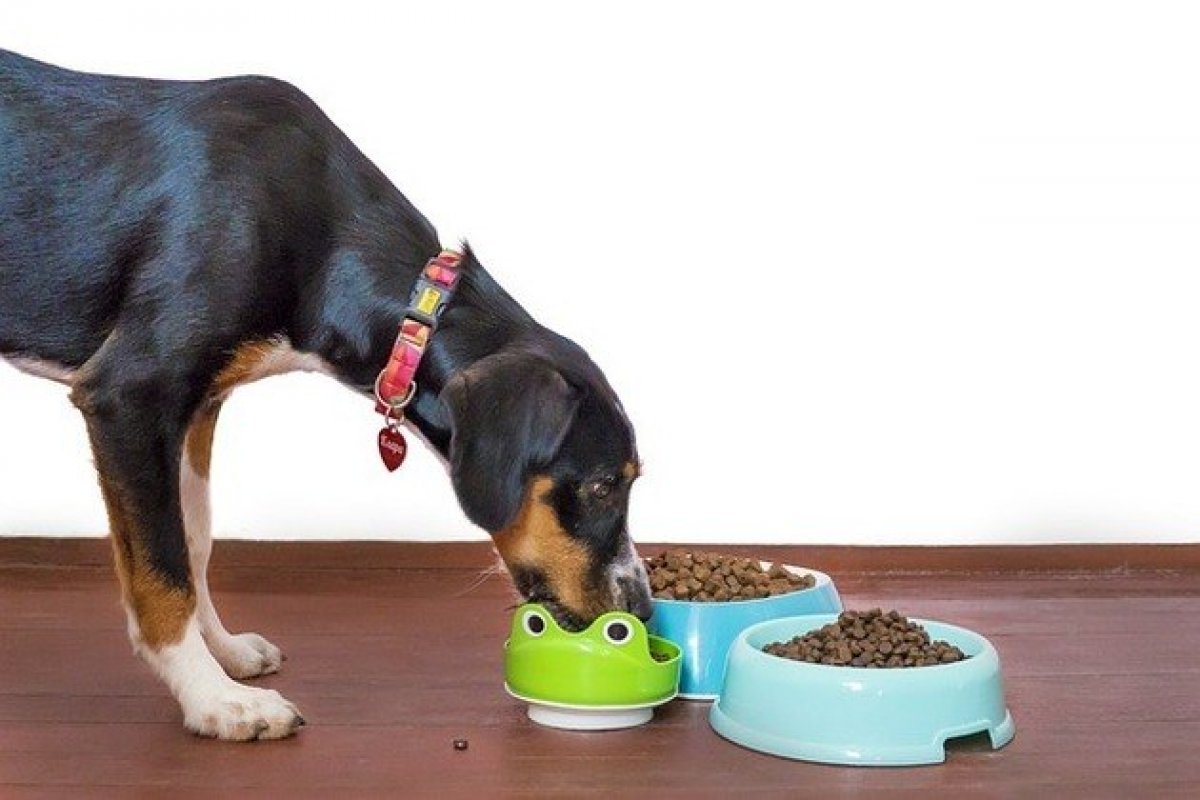 Cães sabem quando estão sendo enganados, diz estudo