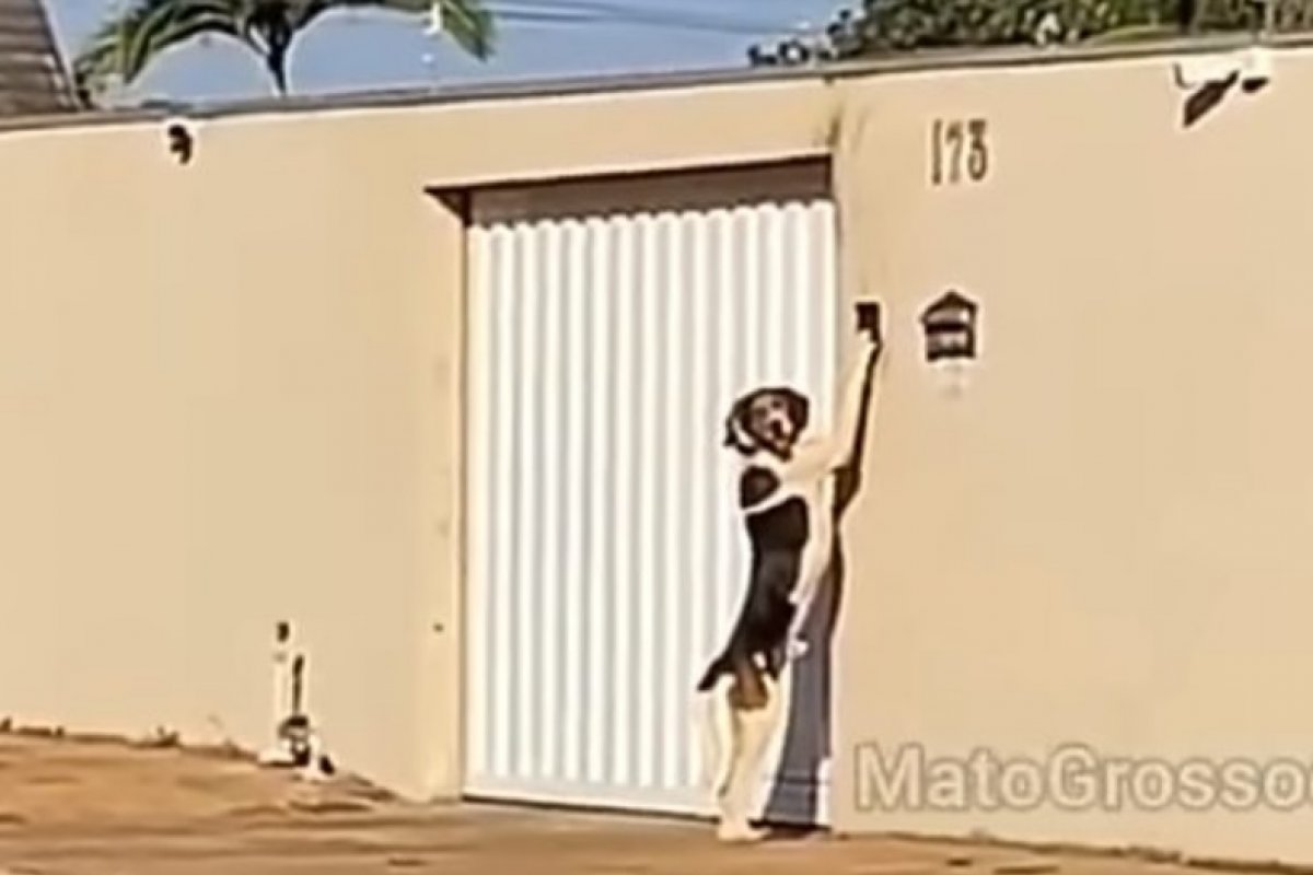Vídeo: mulher filma cachorro tocando a campanhia para entrar em casa e vídeo viraliza 