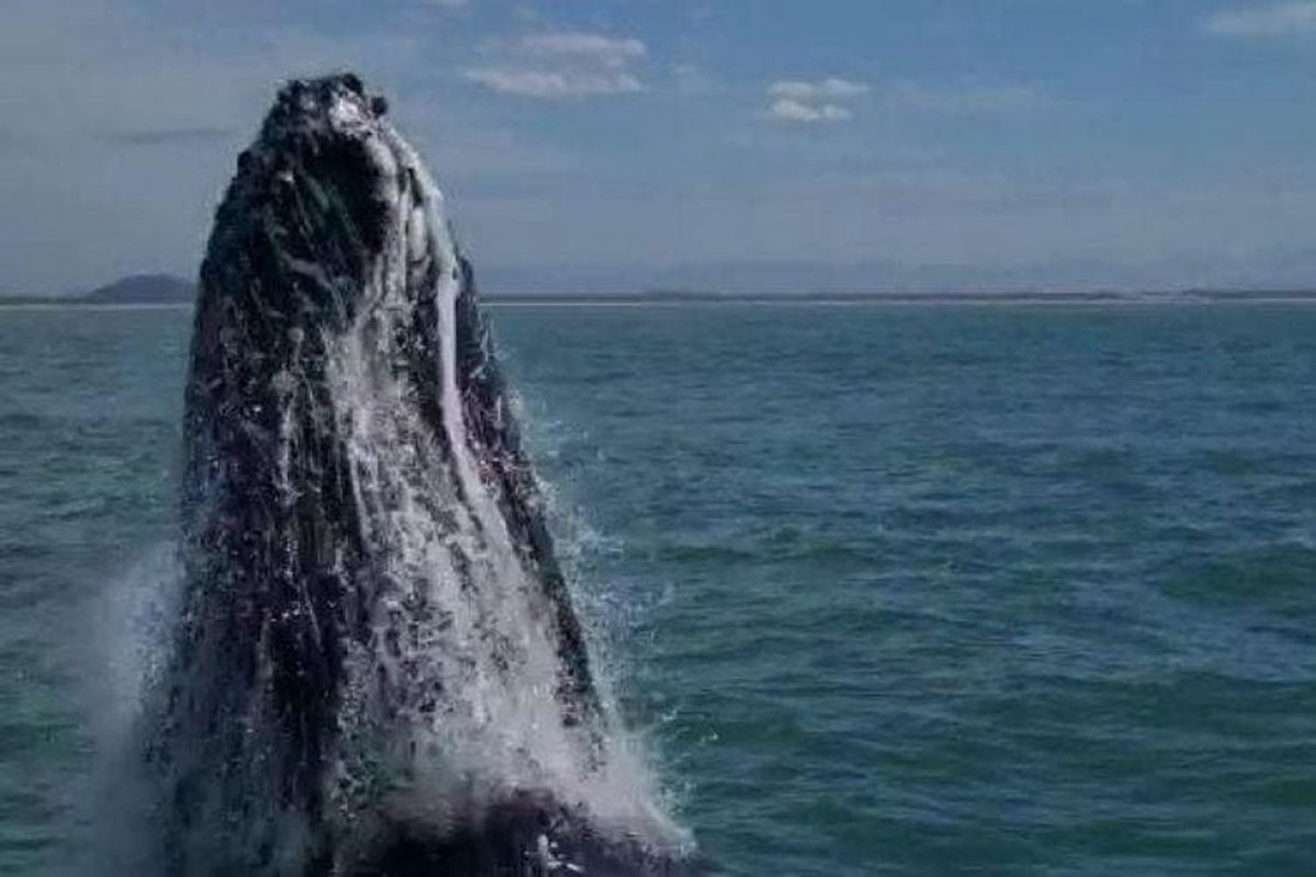 Vídeo: casal é surpreendido por baleia-jubarte que dá salto ao lado de barco 