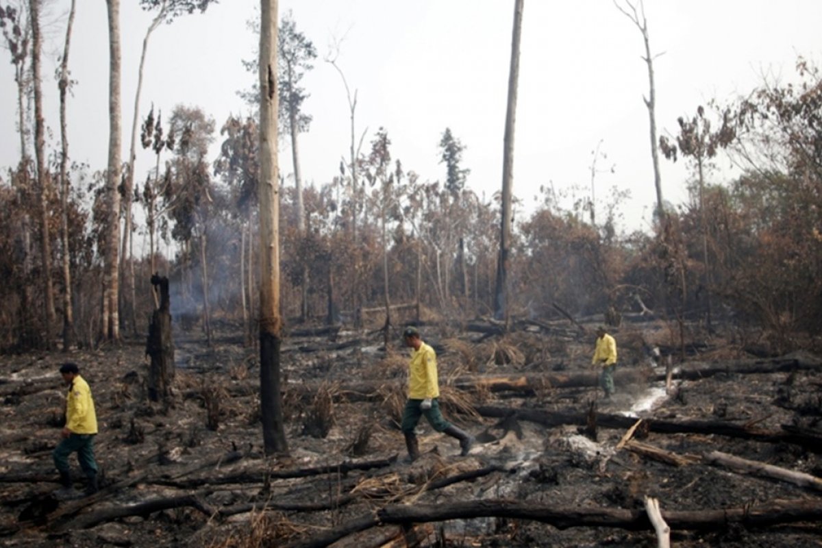 MPF apura atuação do governo Bolsonaro na área ambiental