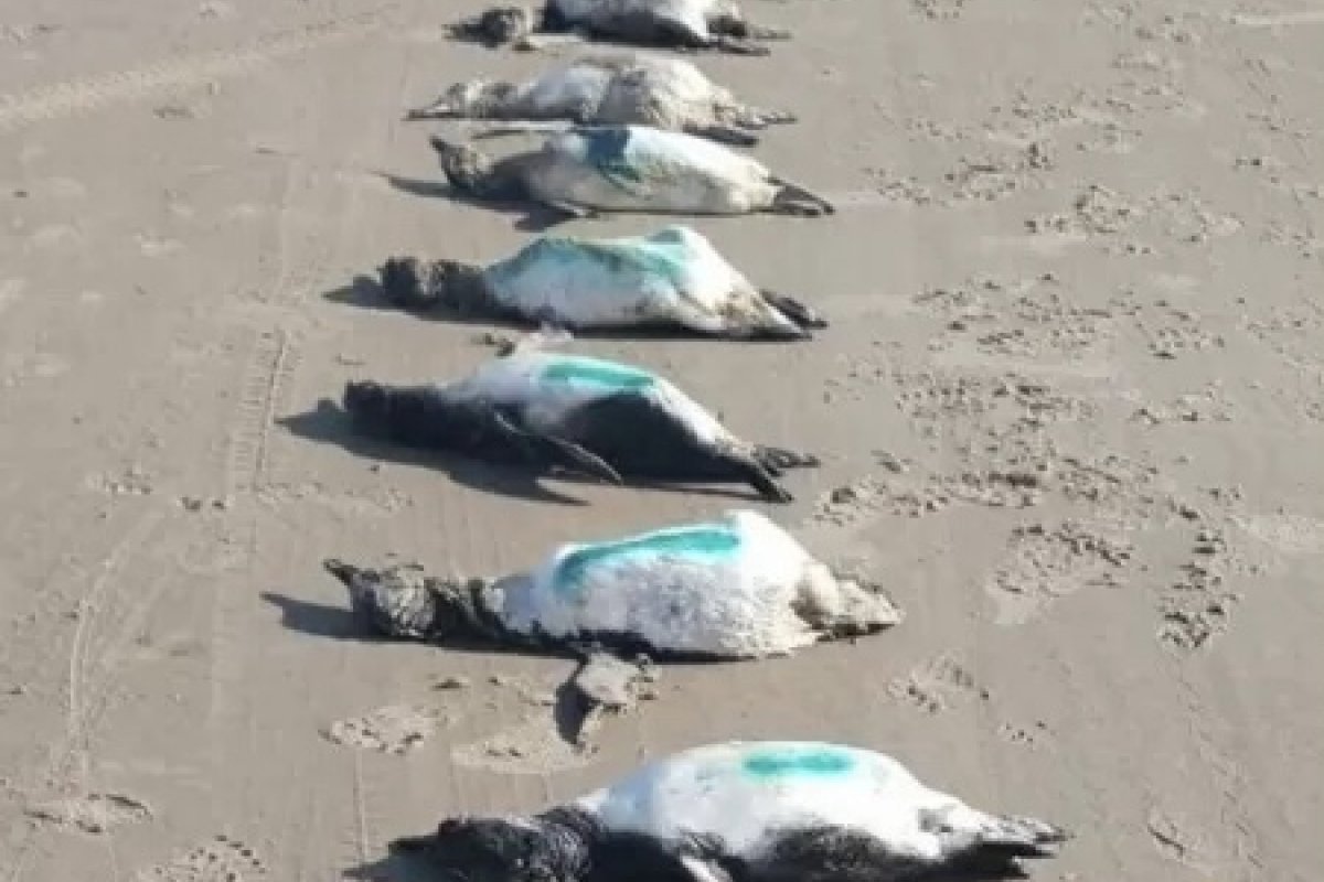 Mais de 50 pinguins são encontrados mortos em Santa Catarina