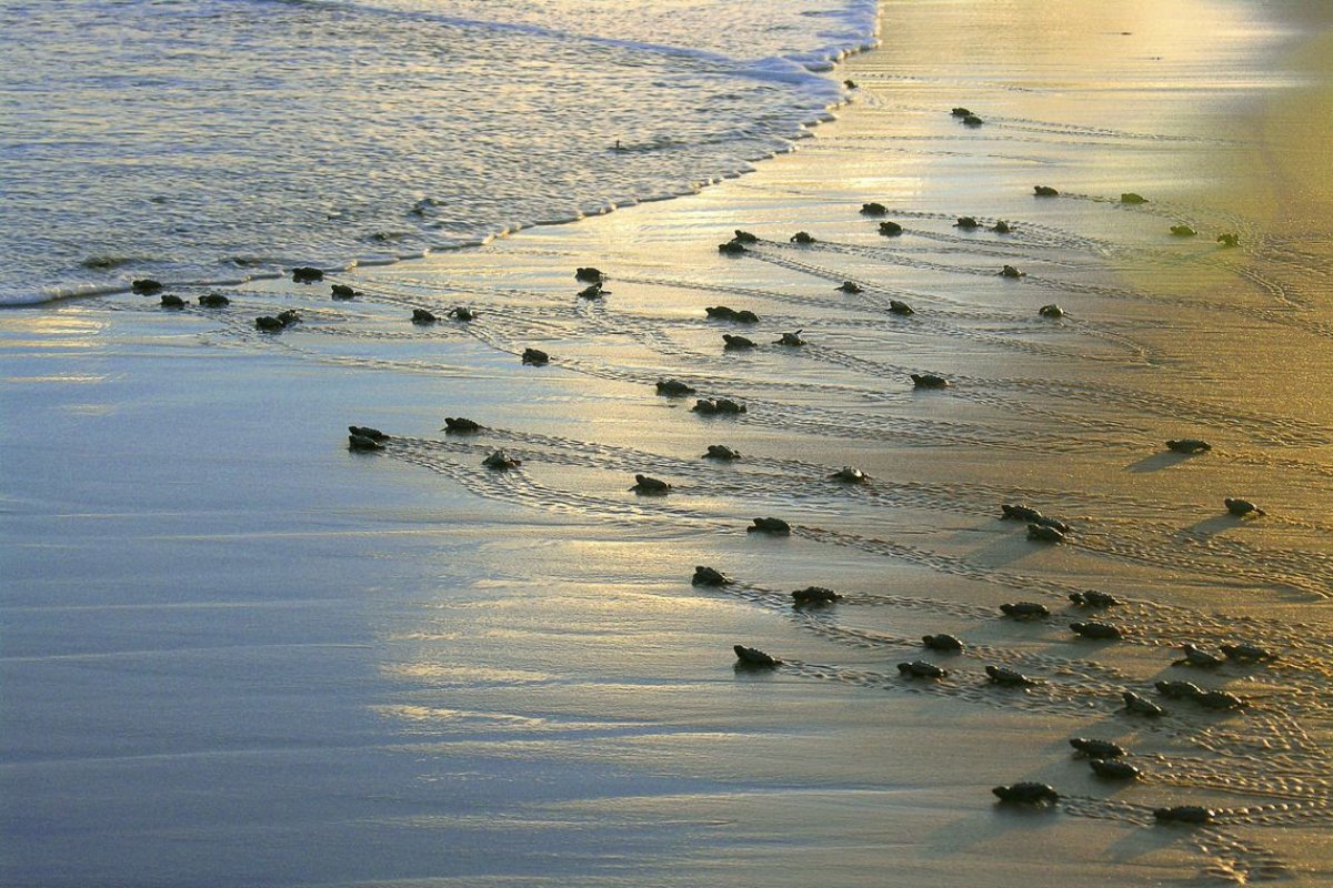 Cerca de 40 milhões de tartarugas são protegidas pelo Projeto Tamar