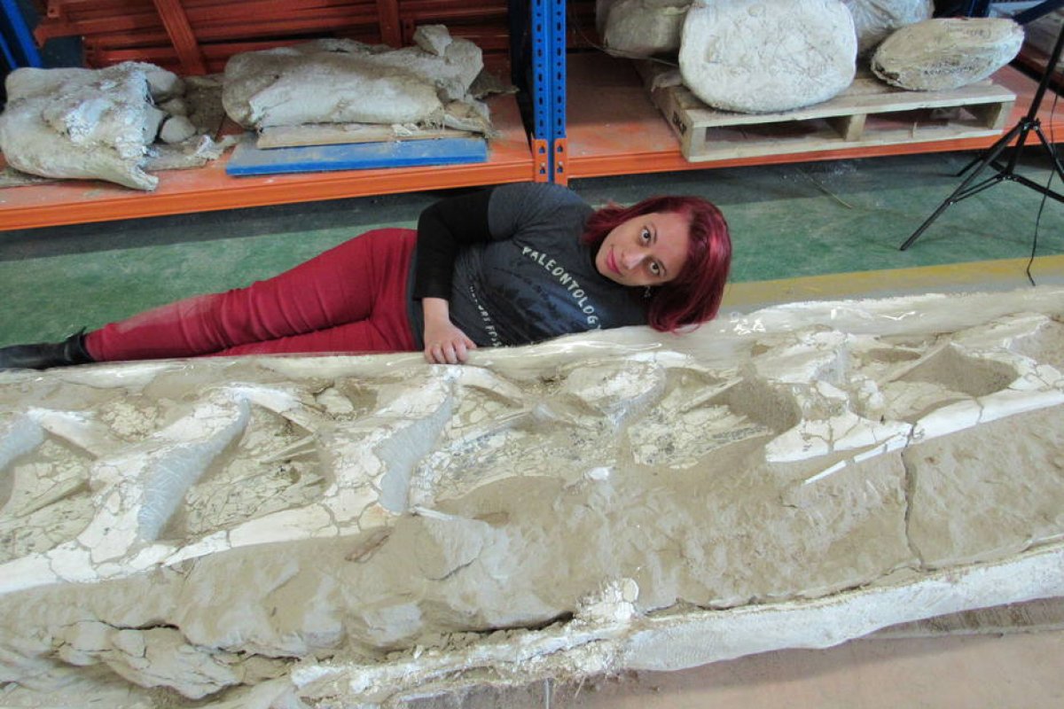 Duas novas espécies de dinossauros saurópodes são descobertas por cientistas do Brasil e da China 