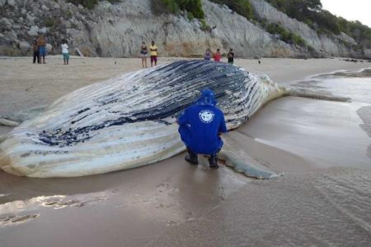 Baleia jubarte é encontrada morta em praia do sul da Bahia