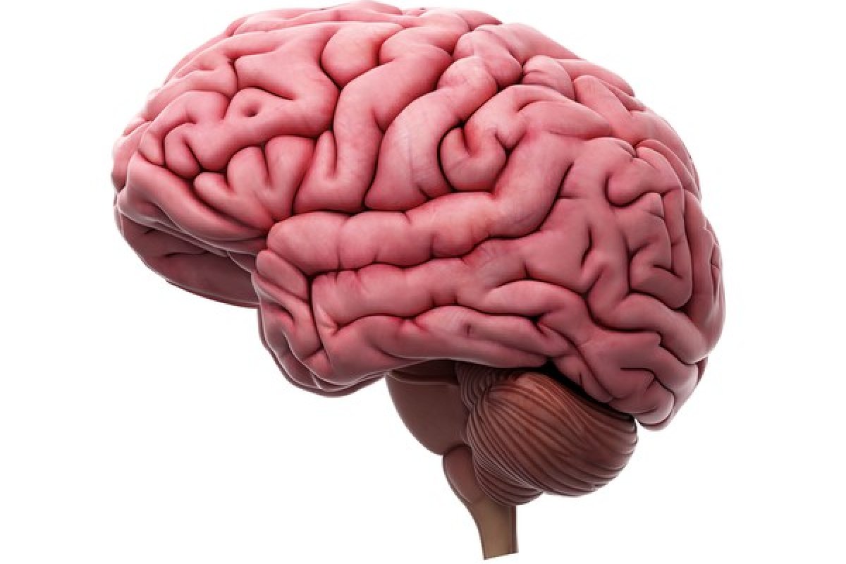 Conheça 10 curiosidades sobre o cérebro