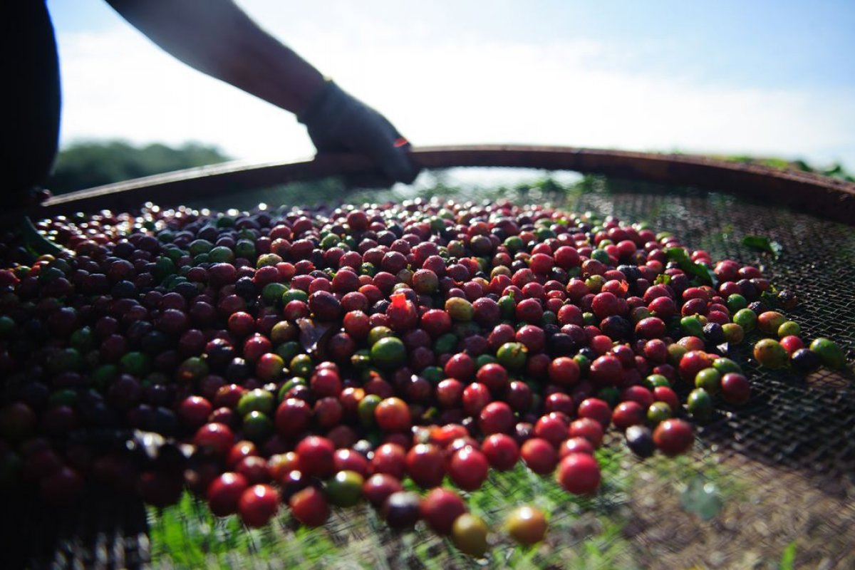 Quebra da safra e exportações devem elevar o preço do café em até 40%, diz Abic