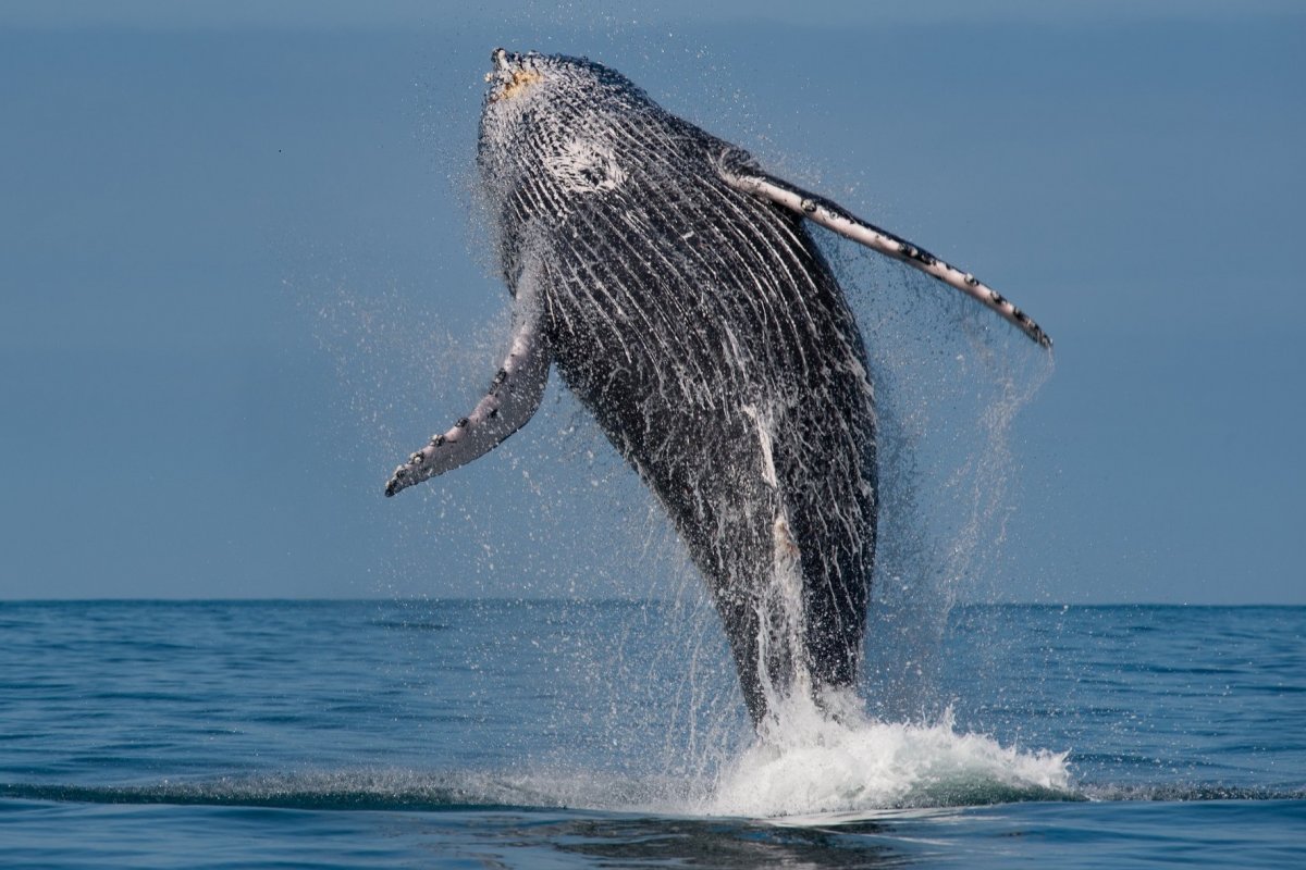 Grande acúmulo de resíduos sólidos no mar pode causar mortes ou sérios acidentes aos animais aquáticos 