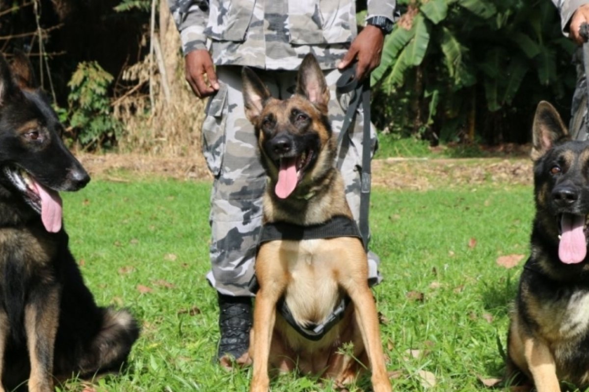 PM realiza curso de capacitação de socorro à cães durante operações na Bahia