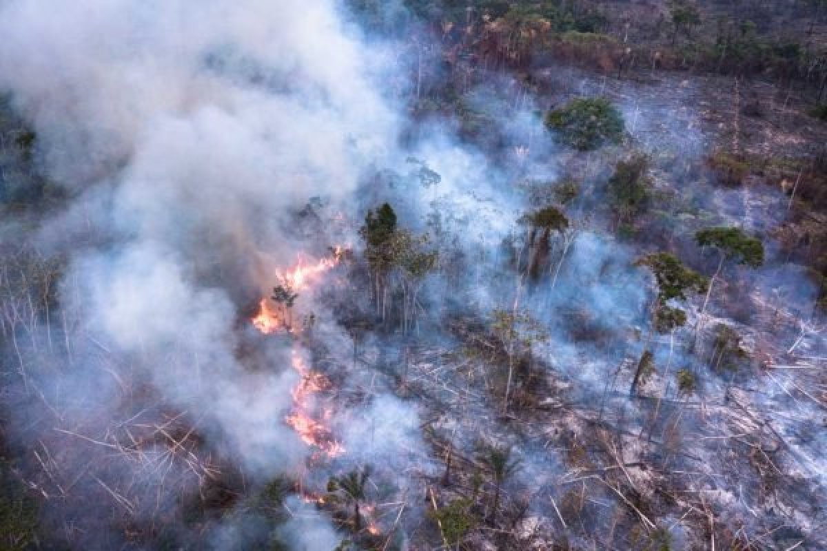 Incêndios na Mata Atlântica ameaçam bioma onde vive 72% da população 