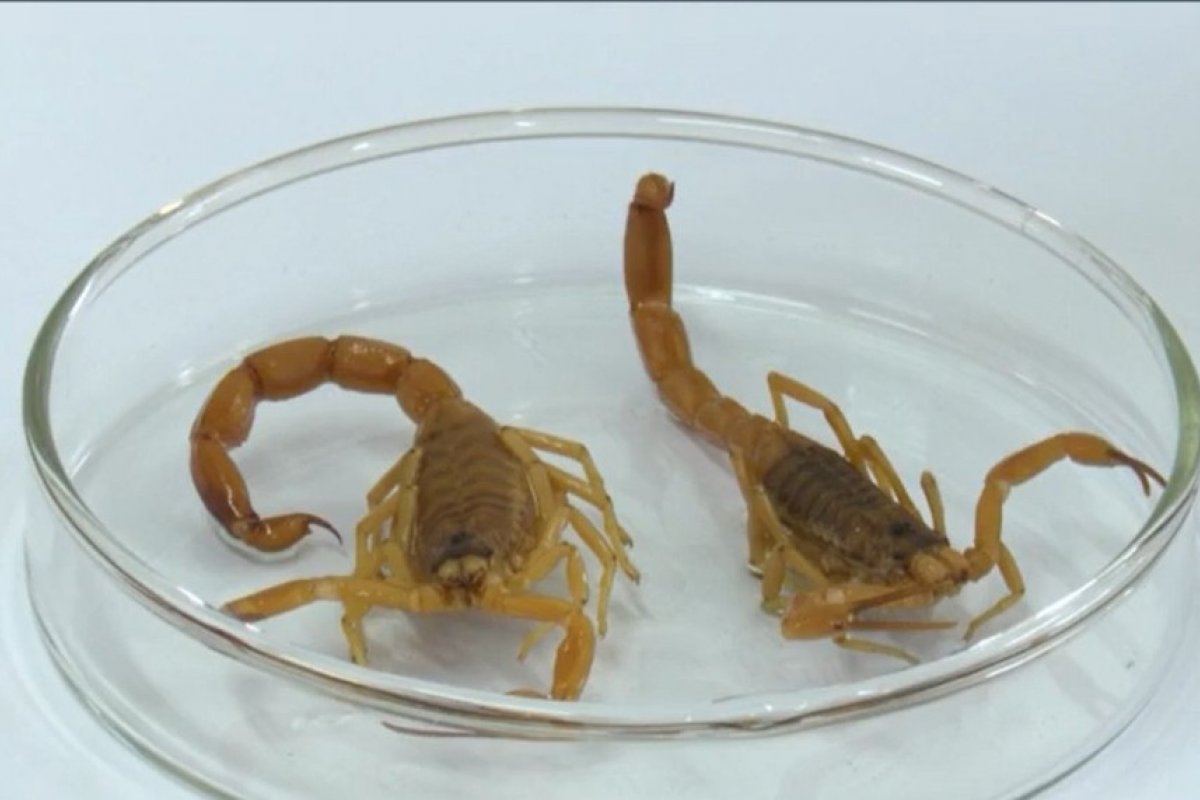 Quadriplica casos de picadas de escorpiões em seis meses, no município de Vitória da Conquista