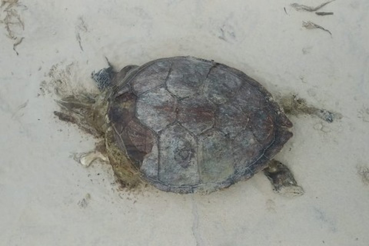 Tartarugas são encontradas mortas em praias de Ilhéus 