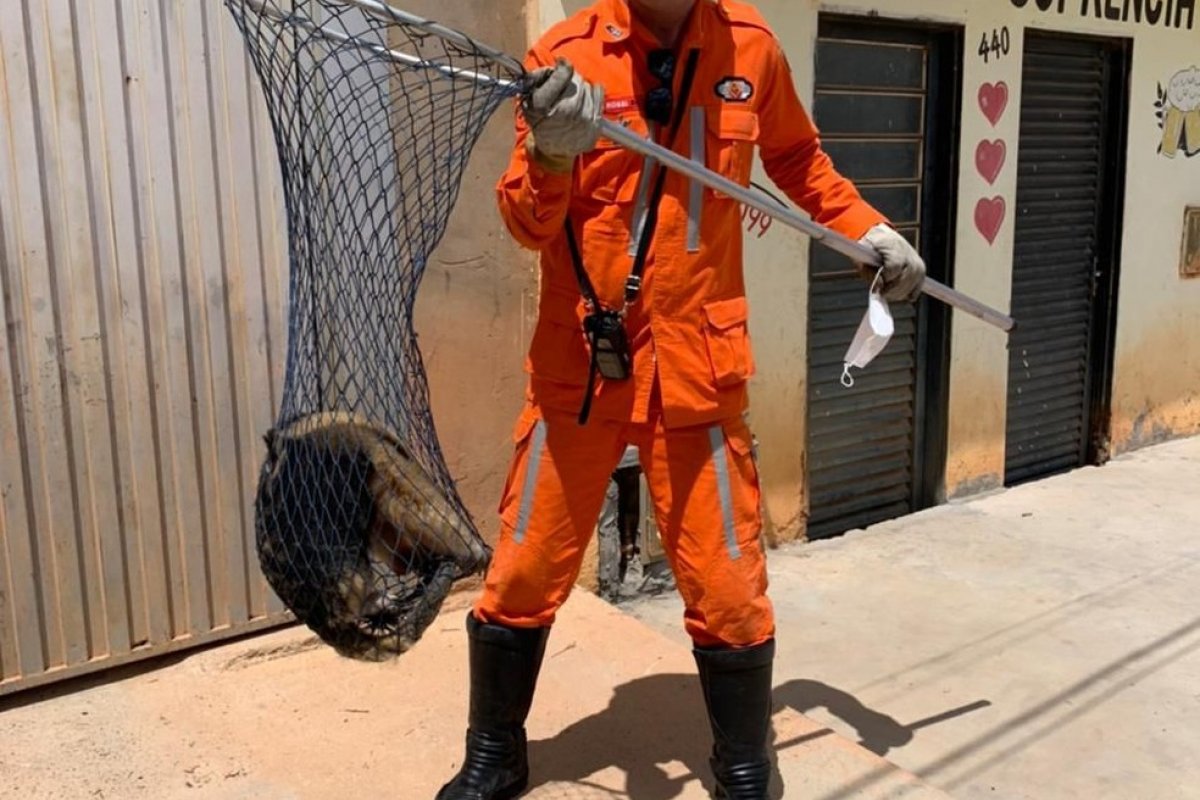 Tamanduá-mirim é resgatado por bombeiros após aparecer em muro de casa, no município de Barreiras