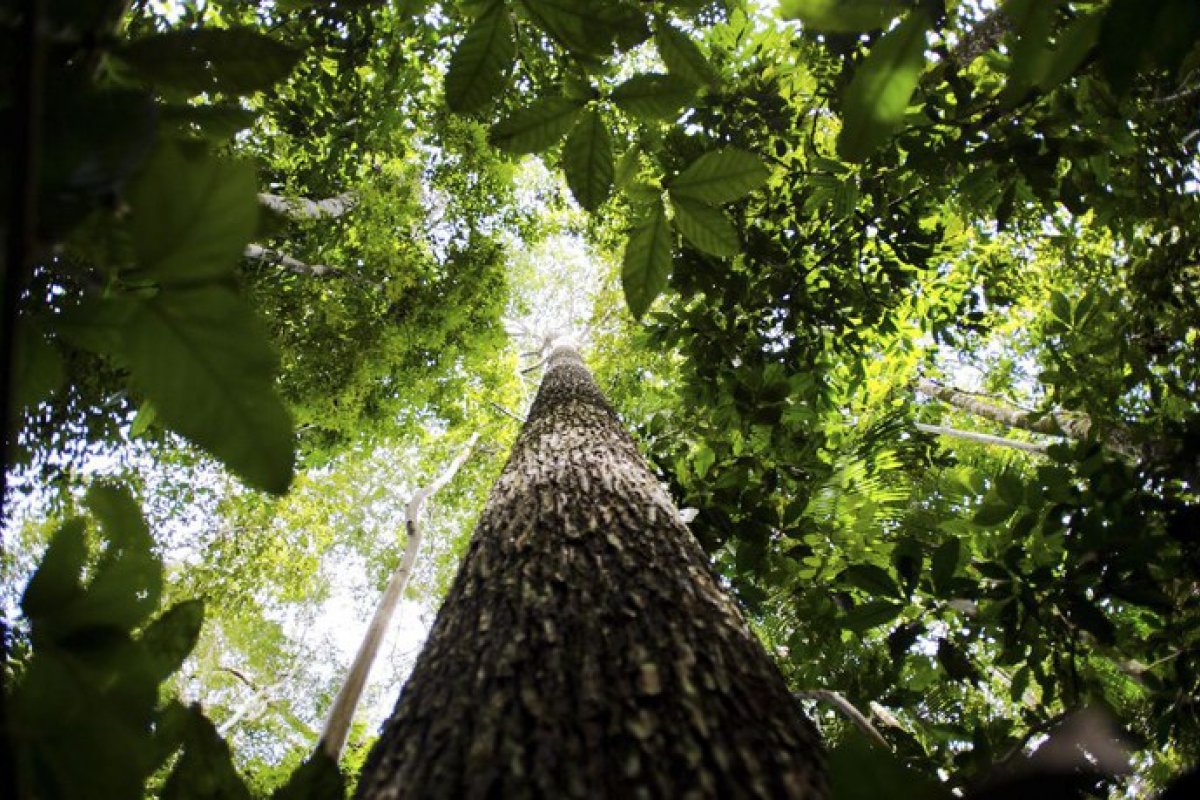 Empresas e profissionais investem em gestão ambiental para o crescimento sustentável