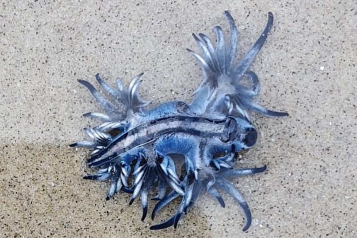 Dragão azul é encontrado em praia de SP e chama atenção dos banhistas 